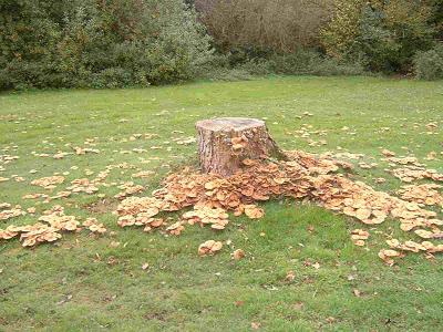 Stump Infected with Honey Fungus