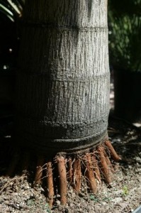 Removing Palm Tree Stump