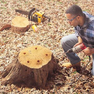 Poisoning a tree stump